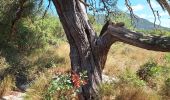 Trail Walking Cazevieille - petit tombeau Cazevieille  - Photo 3