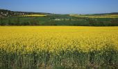 Tour Zu Fuß Freyburg (Unstrut) - Rödel Rundweg Freyburg - Photo 8