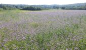 Randonnée Marche Monteriggioni - Monteriggioni  /  Sienne - Photo 2