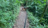 Randonnée  Mazamet - Mazamet la passerelle - Photo 1