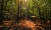 Tour Zu Fuß Ebelsbach - Lauftour EBL3 - Photo 8