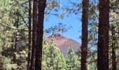 Percorso Marcia El Tanque - Boucle volcan Chinyero à Tenerife  - Photo 4