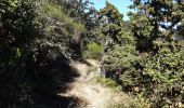 Trail Walking Céret - pic des salines depuis fontfrede via coll del pou de la neu . pic des salines .coll des cirerers  . fontfrede - Photo 4