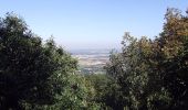 Tour Zu Fuß Schriesheim - Rundwanderweg Schriesheim 4: Steinbruchweg - Photo 9