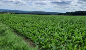 Randonnée Marche Viroinval - Viroinval commune de Mazée - Photo 1