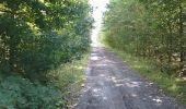 Trail Walking Herrin - Herrin - Photo 4