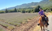 Trail Horseback riding Buoux - Provence 2025 J2 - Photo 16