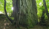 Randonnée Marche Nogent-le-Bernard - Nogent-le-Bernard - Menhir de Courtevrais - Photo 16