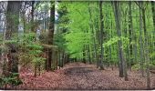 Trail Walking Fleurus - Balade dans le Bois de Soleilmont - Photo 2