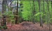 Randonnée Marche Fleurus - Balade dans le Bois de Soleilmont - Photo 2