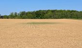 Tocht Stappen Chaumont-Gistoux - SityTrail - #181130 - Autour de Vieusart, version courte - Photo 2