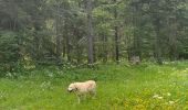 Tocht Stappen Autrans-Méaudre en Vercors - Les Narces 1 - Photo 1