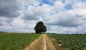 Tocht Stappen Eijsden-Margraten - Noorbeek - Wesch - Libeek - Mheer  - Photo 5