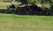 Randonnée Marche Villiers-le-Bâcle - gitane a Villier le Bacle - Photo 4