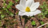 Trail Walking Château-Ville-Vieille - sommet buchet - Photo 11