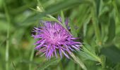 Tour Wandern Malmedy - 20210620 - Baugnez 8.7 Km - Photo 20