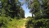 Tocht Stappen Oigny-en-Valois - en forêt de Retz_81_vers les étangs de Bourcq et sur le GR11 - Photo 3