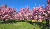 Tocht Stappen Antony - Sceaux en fleurs, Châtenay , Bièvre et Henri Sellier  IBP 70 - Photo 4