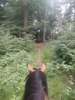 Trail Horseback riding Soucht - Soucht  - Photo 1