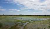 Tour Radtourismus  Arles - Arles  -  Stes-Maries-de-la-Mer - Photo 4