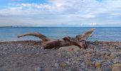 Randonnée Marche Argelès-sur-Mer - racou -  risque de portails (par les bois) port argeles (par la mer) le racou - Photo 10