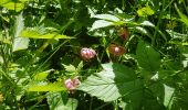 Tour Wandern Orcival - boucle du Puy de l Ouire - Photo 4