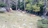 Randonnée Marche Casteil - refuge mariailles /canigou - Photo 20