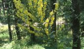 Randonnée Marche Courniou - Prouilhe et la Route forestière de la corniche - Photo 7