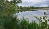 Trail Walking Nouan-le-Fuzelier - les etangs de lévrys - Photo 2