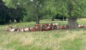 Percorso Marcia Ronse - Ronse-Audenarde 20,5 km  - Photo 5