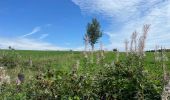 Tocht Stappen Büllingen - Panorama Medendoef - Photo 7