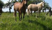 Trail Horseback riding Métairies-Saint-Quirin - kubolot point de vue abreschviller retour crâne  - Photo 3