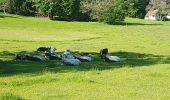 Tocht Stappen Mittlach - Lac d'Altenweiher - Photo 5