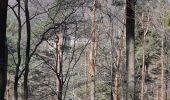 Randonnée Marche Obersteinbach - Obersteinbach - châteaux du Petit Arnsberg, du Wasigenstein et du Blumenstein - Photo 7