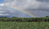 Tocht Stappen Le Lamentin - Plantation Gaigneron  - Photo 8