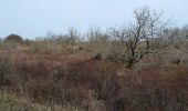 Trail On foot Terschelling - Sparrenlaan en Groene Pollen - Photo 9