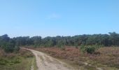 Trail Walking Kalmthout - Kalmthoutse Heide - Photo 5