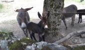 Percorso Marcia Lavaldens - Lacs de Rif Bruyant - Photo 6