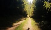 Trail Walking Schirmeck - Le Donon et Col de Prayé - Photo 2