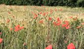 Tour Wandern Ittre - Haut Ittre - Ittre Partiel 2020 06 16 - Photo 8