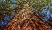 Tour Zu Fuß Unbekannt - Rundwanderweg Kruppwald A2 - Photo 10