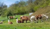 Tour Wandern Woll - Montagne Lama - La Bresse  - Photo 4