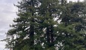 Tour Wandern Le Chesnay-Rocquencourt - Arboretum de Chevreloup - Photo 15