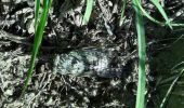 Trail Walking Monoblet - monoblet - Photo 1