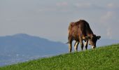 Percorso A piedi Einsiedeln - Egg - Büel - Photo 10