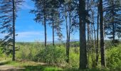 Trail Nordic walking Lauroux - SityTrail - Labeil Forêt de l'Escandorgue Juin 2021 - Photo 3