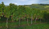 Excursión Senderismo Dorlisheim - rando Dorlisheim 2 - Photo 20