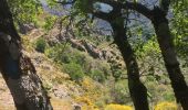Randonnée Marche Rosis - Le sommet du Plo des Brus dans l'Espinouse - Photo 13