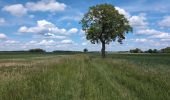 Trail Walking Athée-sur-Cher - Athée-sur-Cher - Chandon - Tour du Brandon - 21.2km 160m 4h40 (50mn) - 2025 05 10 - Photo 10
