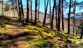 Trail Walking Oderen - Trek alsacien (2ème boucle, Odin) - Photo 10